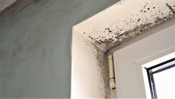 Best Dehumidification Services  in Ozona, TX