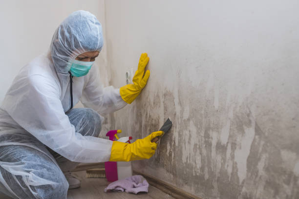 Best Mold Remediation for Healthcare Facilities  in Ozona, TX