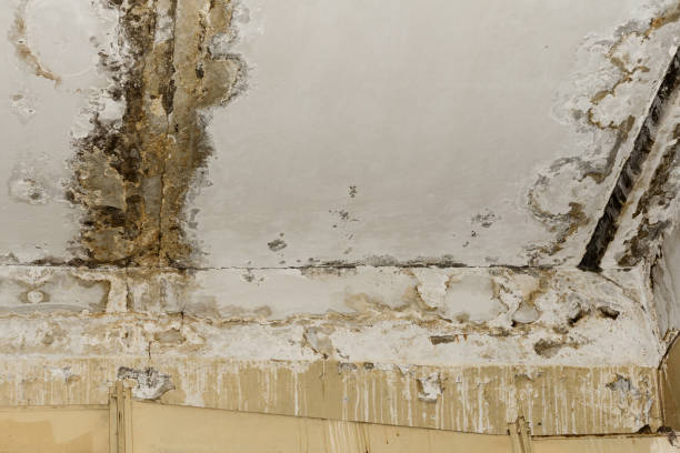 Best Emergency Mold Remediation  in Ozona, TX