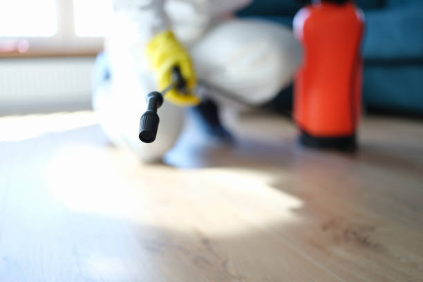 Best Mold Damage Restoration  in Ozona, TX