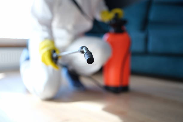 Best Mold Prevention Services  in Ozona, TX