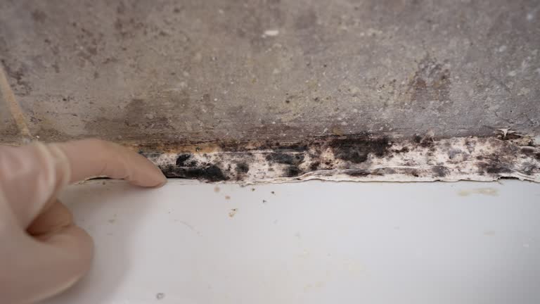 Best Environmental Consulting for Mold Prevention  in Ozona, TX